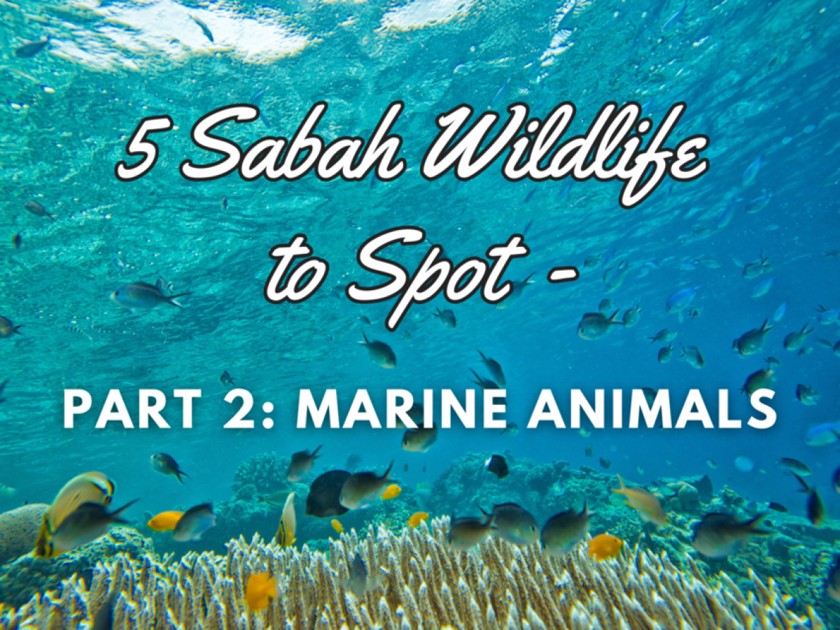 5 Sabah Wildlife to Spot – Part 2: Marine Animals